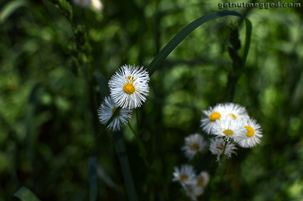 Nature Photography White Flowers