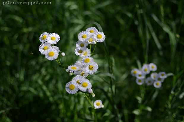 Nature Photography White Flowers