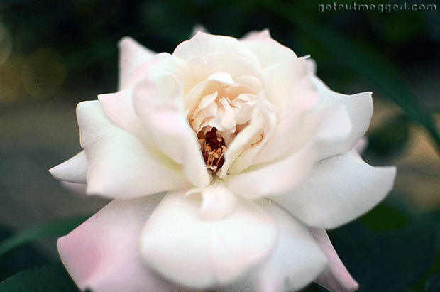 Nature Photography White Pink Rose