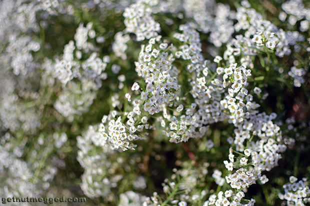 Nature Photography White Flower Bunches