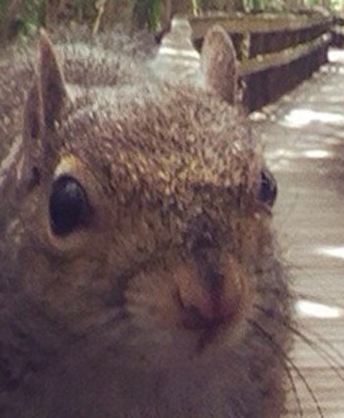 squirrel selfie