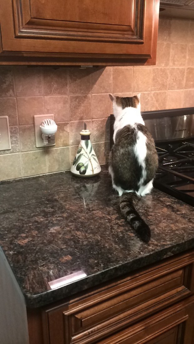 Puppy cat staring at wall