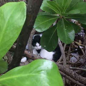 Rainbow Bridge Kitty