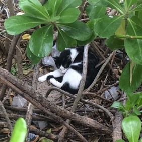 Puppy meets Monkey in the underbrush
